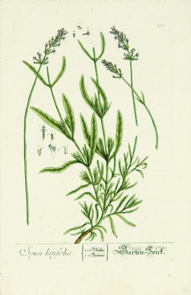 Blackwell German 237