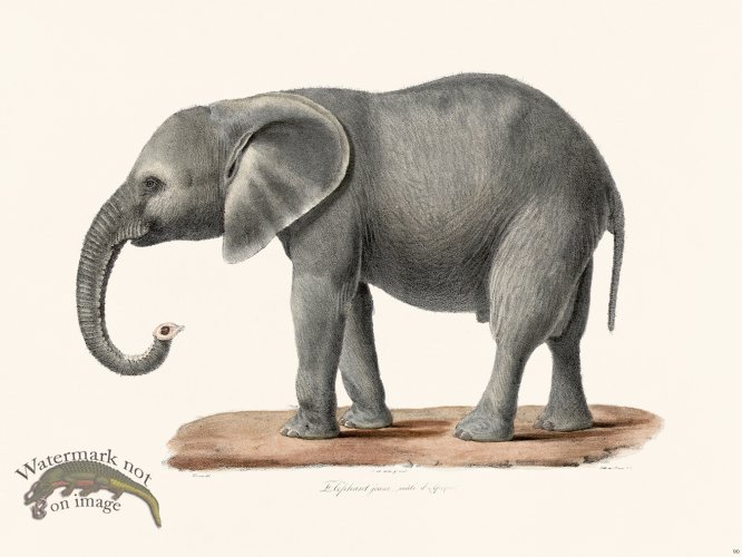 (image for) Cuvier 090 Elephant Male From Africa