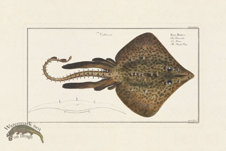 (image for) BLOCH FISH 084