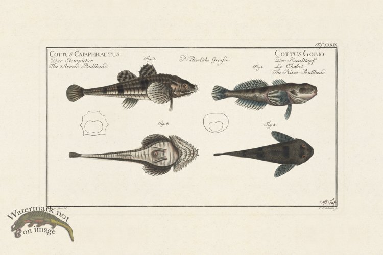 (image for) BLOCH FISH 039