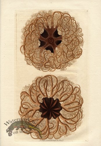 (image for) Knorr-Sealife-06