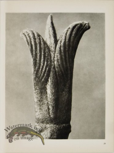 (image for) Blossfeldt T 077