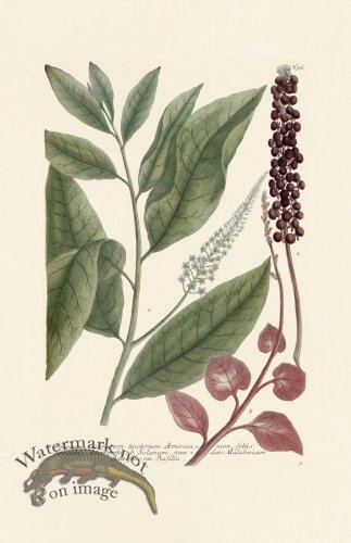 (image for) Weinmann PL 936