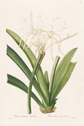 Les Liliacees Redoute 358