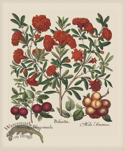 (image for) Besler 143 Colored B2