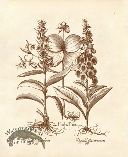 (image for) Besler 05 Digitalis