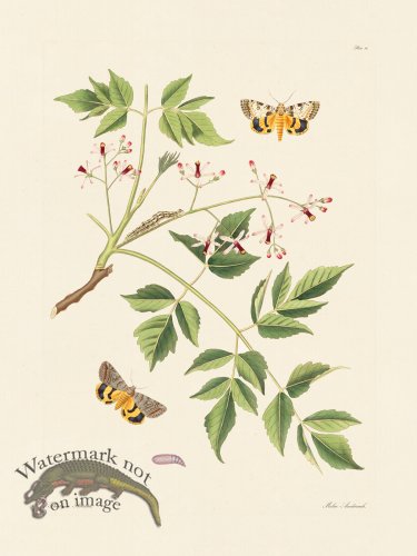 (image for) Abbot Butterfly 090