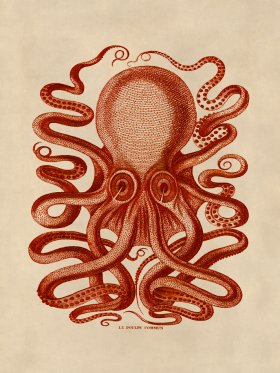 Octopus Orange 31