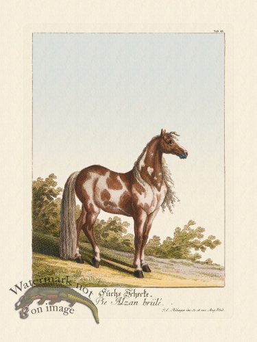 (image for) Ridingers Horses 48