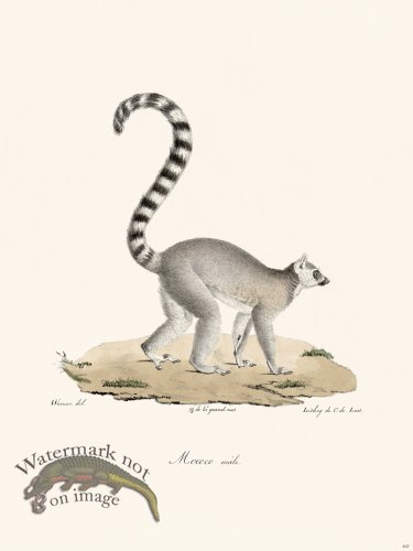 (image for) Cuvier 407 Male Mococo