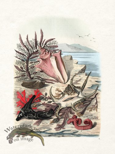 (image for) Shell BOTW 01