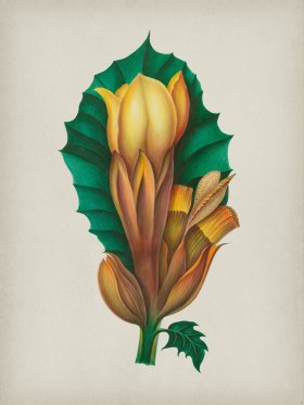 Andean Botanicals 002