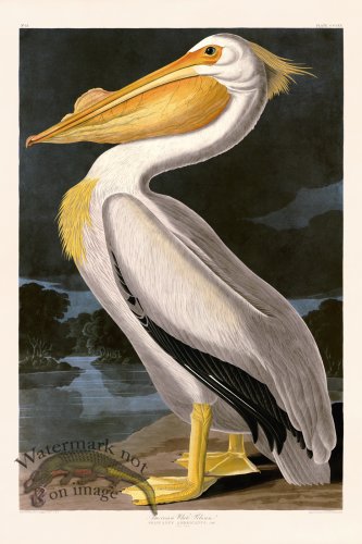 (image for) 311 American White Pelican