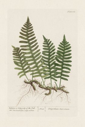 BEE 215 Wall-fern