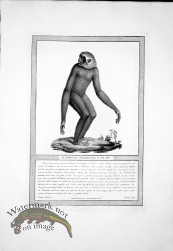 (image for) The_Monkeys_32