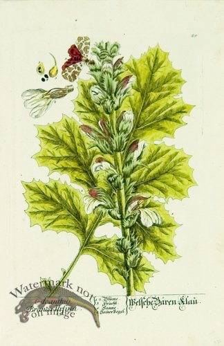 (image for) Blackwell German 187