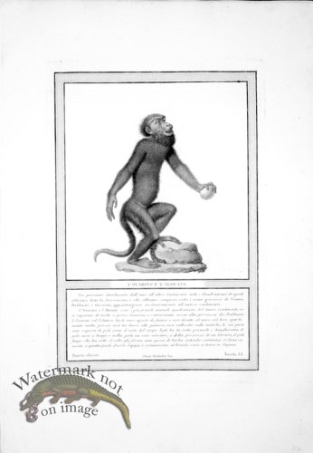 (image for) The_Monkeys_12