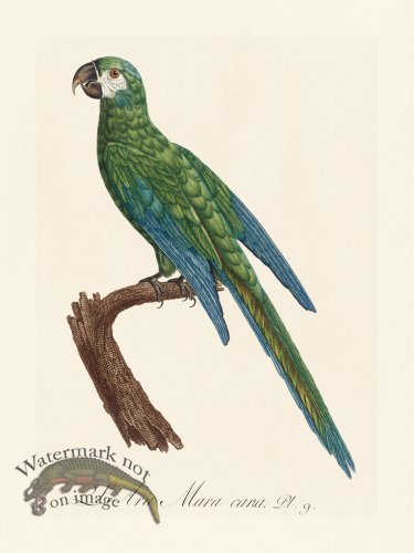(image for) Barraband Parrot 009
