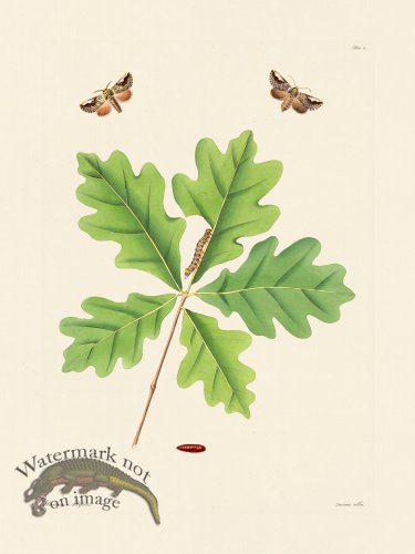 (image for) Abbot Butterfly 080