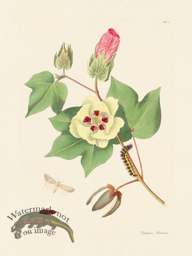 (image for) Abbot Butterfly 094