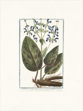 Bonelli 220 Clary-sage