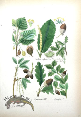 (image for) Deutschlands Flora 01