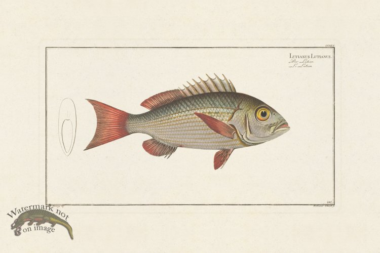 (image for) BLOCH FISH 245