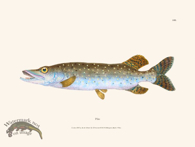 (image for) 100 Pike