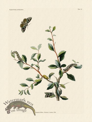 (image for) Wilkes Butterflies 010