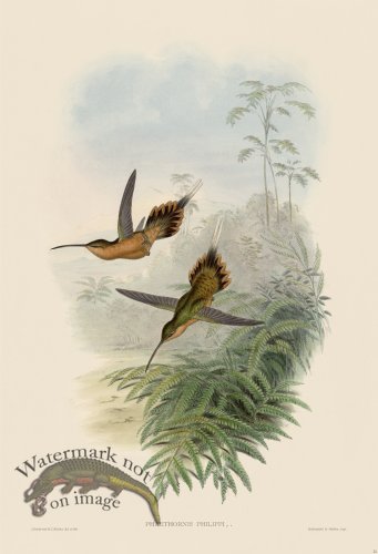 (image for) Gould Hummingbird 021