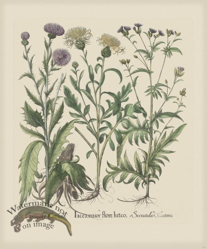 (image for) Besler 277 Colored B2