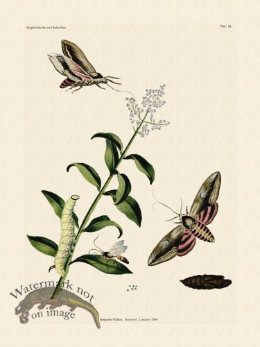 (image for) Wilkes Butterflies 024