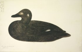 259 Swedish Birds . Anas Fusca.White-winged Scoter.Female