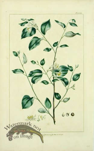 (image for) Philip Miller 085