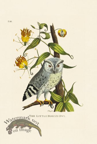 (image for) Pennant Zoology 134