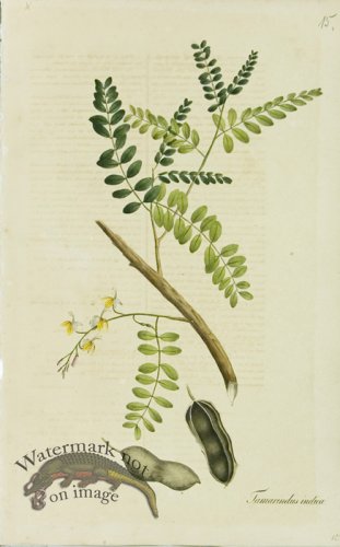 (image for) 1828_Gmp 065