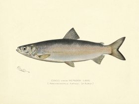 Cisco from Hemlock Lake