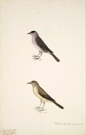 62 Swedish Birds . Motacilla Atricapilla, Blackcap, M.F