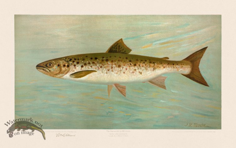 (image for) Atlantic Salmon