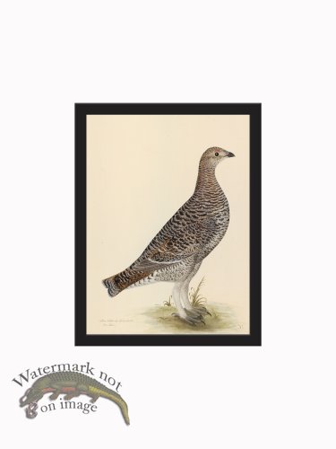 (image for) Rudbeck CFA_BF 20 BLACK GROUSE