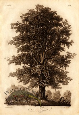 (image for) Defiennes Trees 13 S