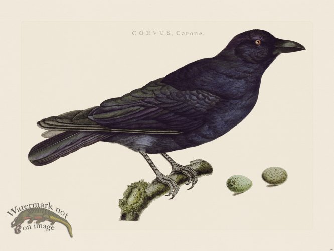 (image for) Nozeman Bird 142