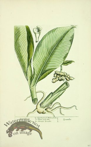 (image for) Blackwell E 04