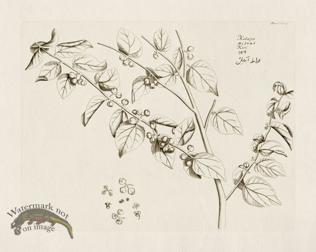 (image for) HORTUS VOl 05 47