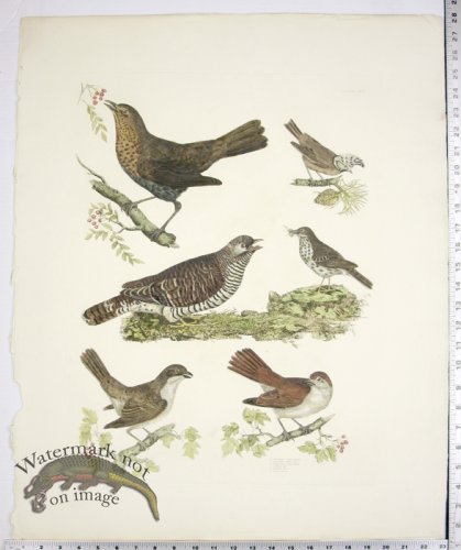 (image for) Shrike-M/F; Cuckoo; Blackbird; Crested Titmouse