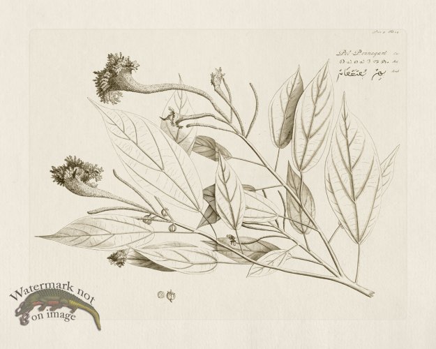 (image for) HORTUS VOl 05 24