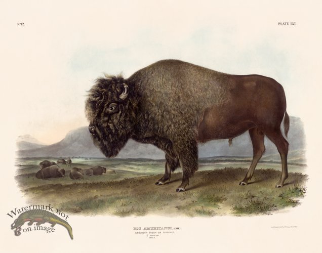 056 Bison