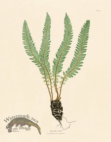 (image for) Bradbury Fern 20