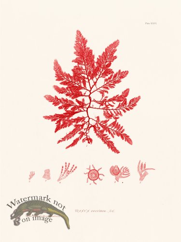 (image for) Bradbury Seaweed 026