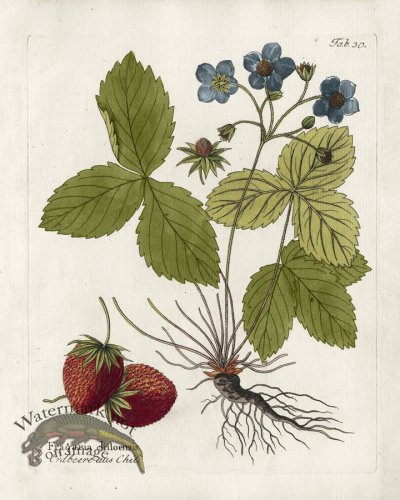 (image for) Coastal Strawberry